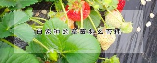 自家种的草莓怎么管理,第1图