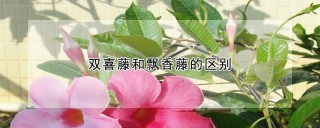 双喜藤和飘香藤的区别,第1图