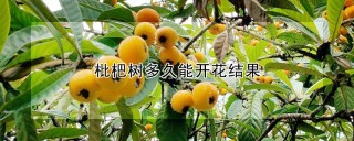 枇杷树多久能开花结果,第1图