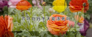 芹叶牡丹冬天能冻死吗,第1图