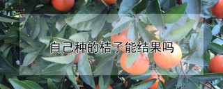 自己种的桔子能结果吗,第1图