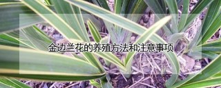 金边兰花的养殖方法和注意事项,第1图