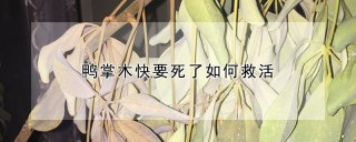 鸭掌木快要死了如何救活,第1图