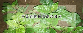 木耳菜种植方法和技术,第1图