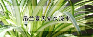 吊兰夏天多久浇水,第1图