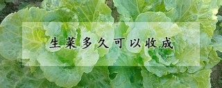 生菜多久可以收成,第1图