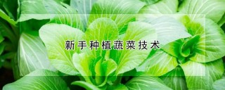 新手种植蔬菜技术,第1图