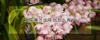 大花蕙兰出花剑怎么养护,第1图