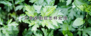 艾草收割后怎样处理,第1图