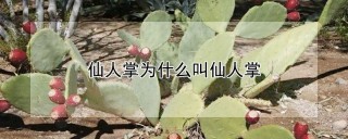 仙人掌为什么叫仙人掌,第1图