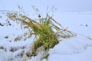 雪对农作物的影响,第2图