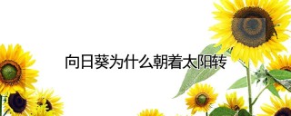 向日葵为什么朝着太阳转,第1图