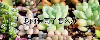 多肉长高了怎么办,第1图