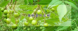 臭树是什么树,第1图