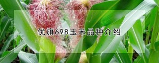 优旗698玉米品种介绍,第1图