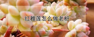 红稚莲怎么做老桩,第1图