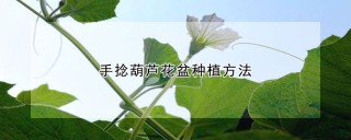 手捻葫芦花盆种植方法,第1图