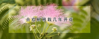 合欢树移栽几年开花,第1图