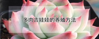 多肉吉娃娃的养殖方法,第1图