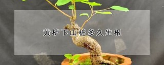 黄栌下山桩多久生根,第1图