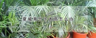 夏威夷竹子太高怎么办,第1图