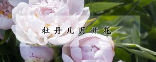 牡丹几月开花,第1图