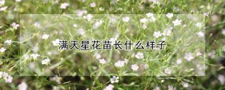 满天星花苗长什么样子,第1图