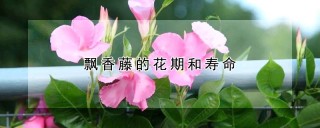 飘香藤的花期和寿命,第1图