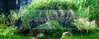 如何培养硝化细菌,第1图