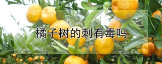 橘子树的刺有毒吗,第1图