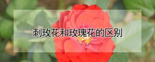 刺玫花和玫瑰花的区别,第1图