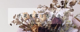 干花发霉了怎么办,第1图