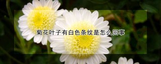 菊花叶子有白色条纹是怎么回事,第1图