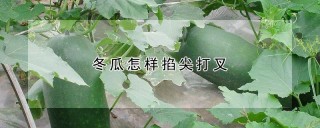 冬瓜怎样掐尖打叉,第1图