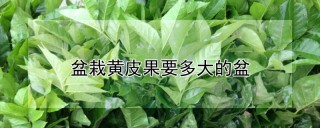 盆栽黄皮果要多大的盆,第1图