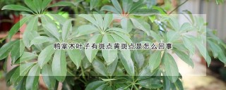 鸭掌木叶子有斑点黄斑点是怎么回事,第1图