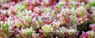 紫米粒花期,第1图