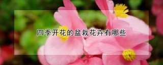 四季开花的盆栽花卉有哪些,第1图