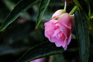 凤仙花是多年生植物吗,第3图