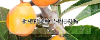 枇杷籽能种出枇杷树吗,第1图