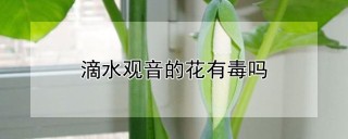 滴水观音的花有毒吗,第1图