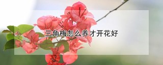 三角梅怎么养才开花好,第1图