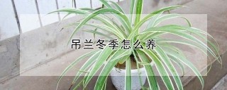 吊兰冬季怎么养,第1图