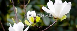 白玉兰长什么样,第1图