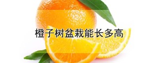 橙子树盆栽能长多高,第1图