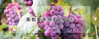 葡萄夏季修剪的方法,第1图