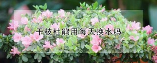 干枝杜鹃用每天换水吗,第1图