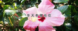 冬天有哪些花,第1图