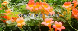 凌霄花耐寒零下多少度,第1图