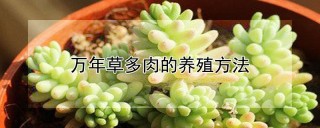 万年草多肉的养殖方法,第1图